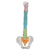 3B Scientific Didactic Flexible Spine Model